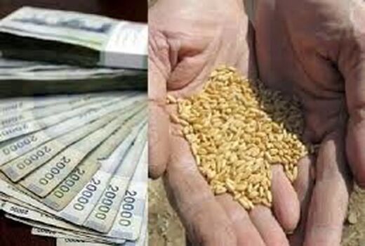 سه مهلت قانوني، سه بار نقض؛ گندمکار در بلاتکليفي کامل!