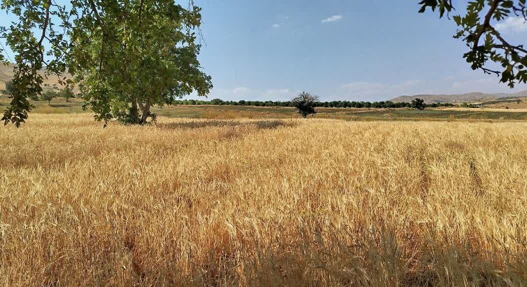 تجهيز 76 مرکز خريد گندم در آذربايجان شرقي