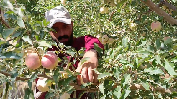 افزايش 30 درصدي توليد سيب تابستانه در شهرستان مراغه