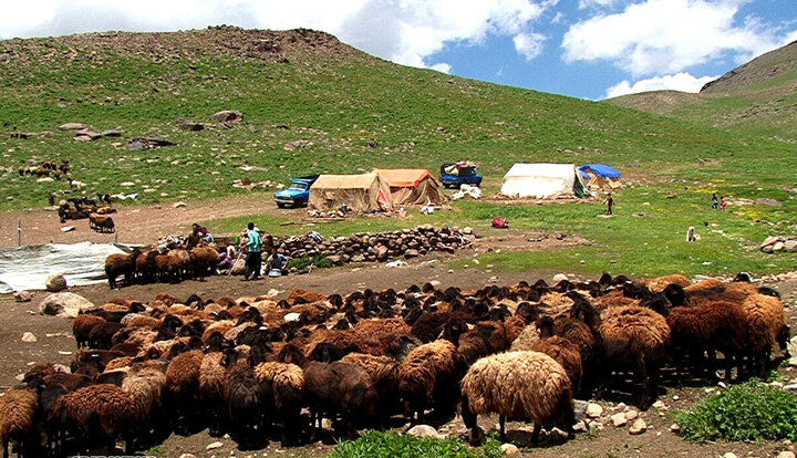 عشاير 25 درصد گوشت قرمز کشور را توليد مي کنند