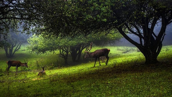 جنگل‌هاي ارسباران و کباب بناب در راه جهاني شدن