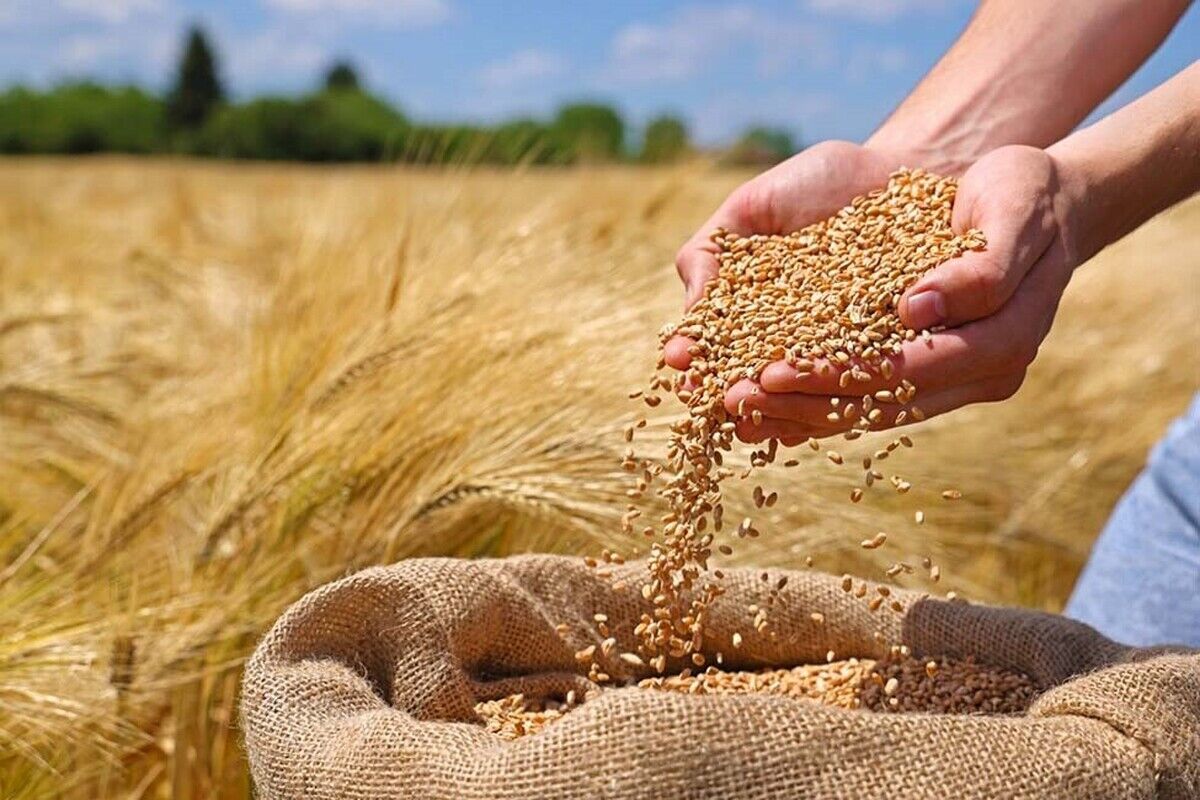 نرخ خريد تضميني گندم 1405-1404 تا پايان خرداد تعيين مي‌شود