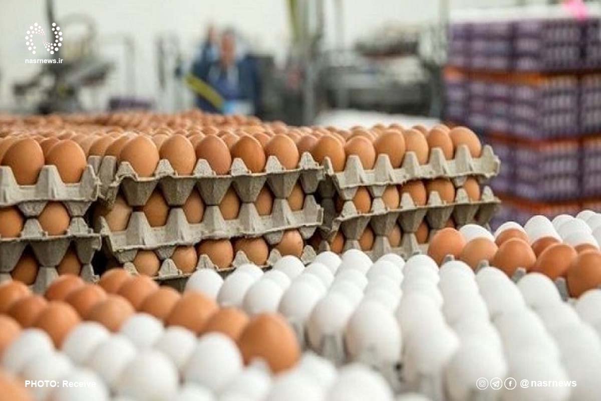 صادرات 100 هزار تن تخم مرغ از کشور